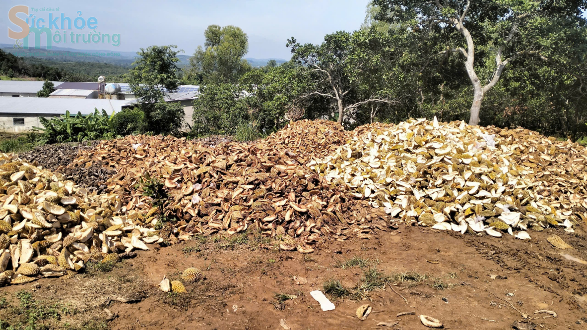 Đắk Nông: Ô nhiễm môi trường từ vỏ sầu riêng của Công ty TNHH xuất nhập khẩu nông sản Hoàng Sang