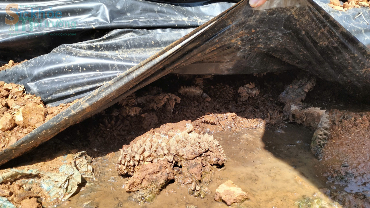 Đắk Nông: Ô nhiễm môi trường từ vỏ sầu riêng của Công ty TNHH xuất nhập khẩu nông sản Hoàng Sang