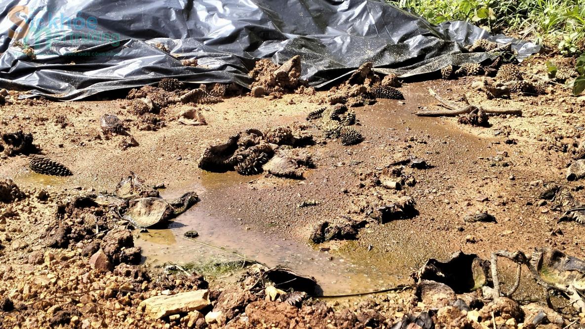 Đắk Nông: Ô nhiễm môi trường từ vỏ sầu riêng của Công ty TNHH xuất nhập khẩu nông sản Hoàng Sang