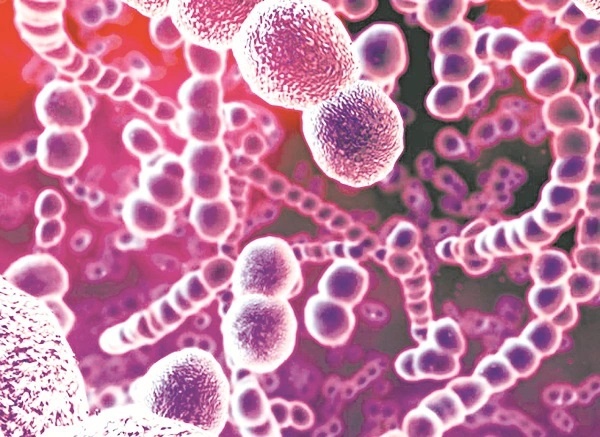 Phế cầu khuẩn – thủ phạm gây ra nhiều bệnh nguy hiểm Phế cầu khuẩn – thủ phạm gây ra nhiều bệnh nguy hiểm