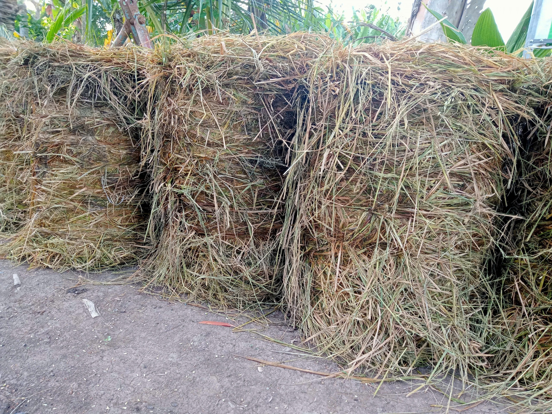 Trồng lúa và câu chuyện bảo vệ môi trường ở vùng Đồng bằng Cửu Long