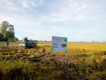 trong lua va cau chuyen bao ve moi truong o vung dong bang cuu long