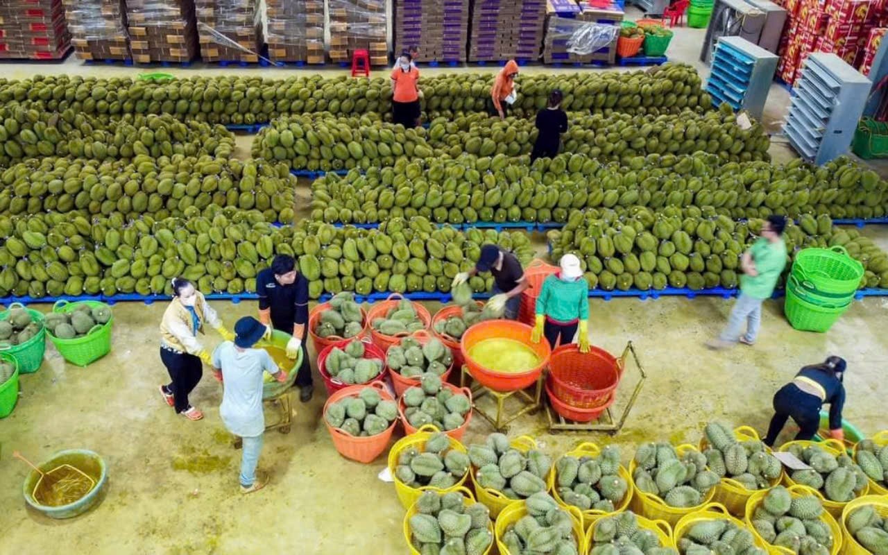 Lễ hội sầu riêng là dịp để quảng bá sản phẩm cây nông nghiệp chủ đạo của huyện Krông Pắc