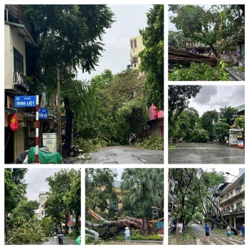 cuu cay xanh bi gay do tren cac tuyen pho o ha noi