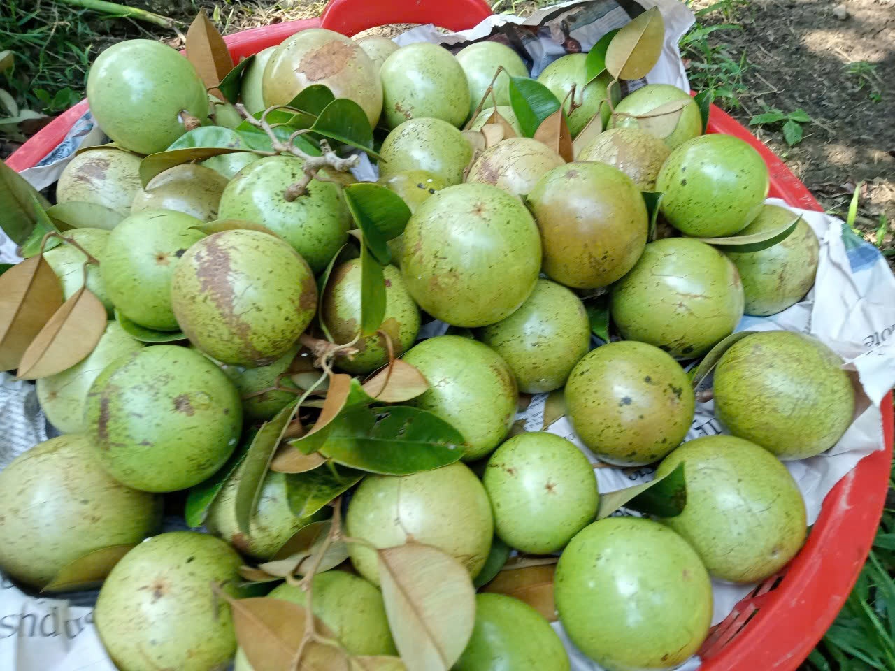 Làm gì để trái cây vùng Đồng bằng sông Cửu Long phát huy được thế mạnh Làm gì để trái cây vùng Đồng bằng sông Cửu Long phát huy được thế mạnh