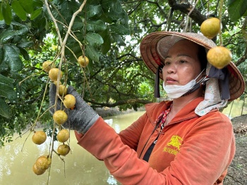 de thuong hieu trai cay vung dong bang song cuu long vuon rong bay xa