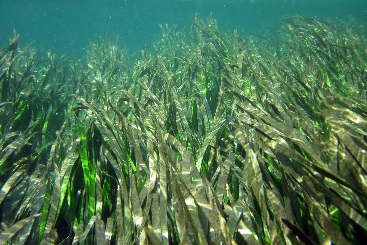 Rong biển – “Bể chứa carbon khổng lồ” Rong biển – “Bể chứa carbon khổng lồ”