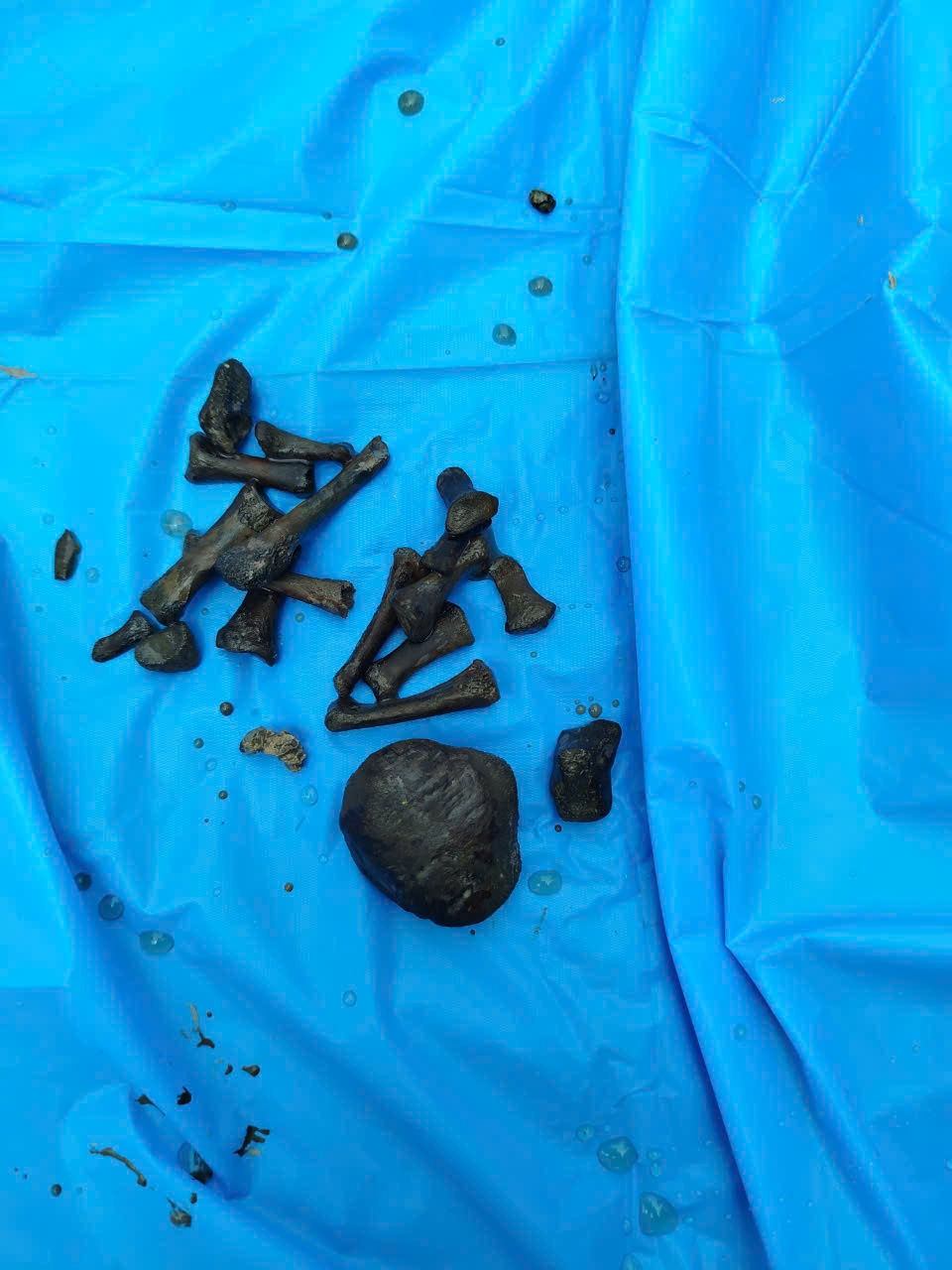 Quy tập được 8 hài cốt liệt sĩ tại huyện Cầu Kè, tỉnh Trà Vinh