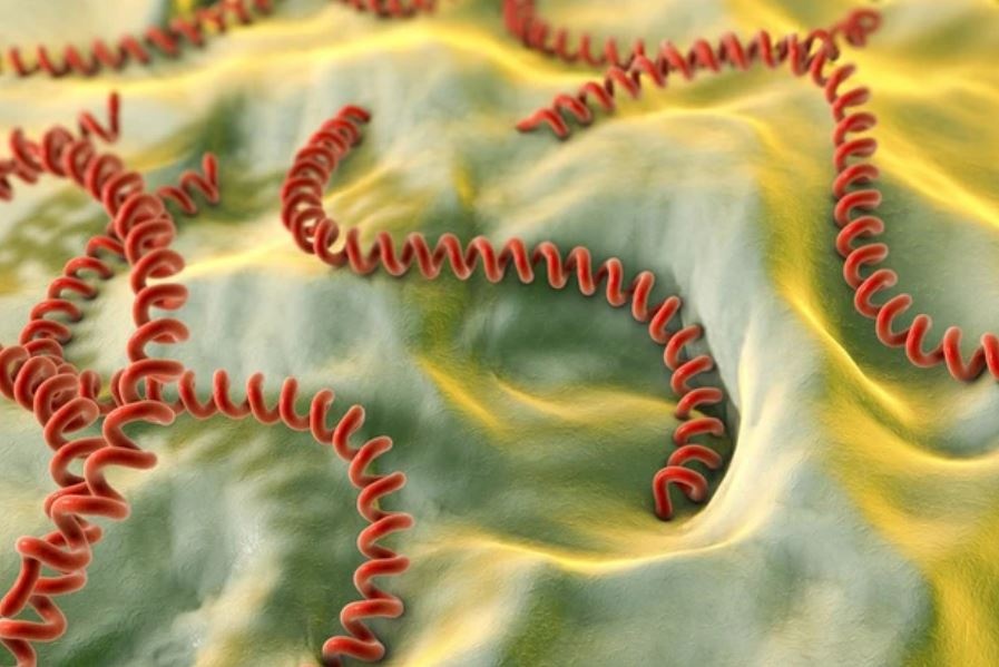 Bệnh xoắn khuẩn vàng da (Leptospira) lan theo nước lũ Bệnh xoắn khuẩn vàng da (Leptospira) lan theo nước lũ