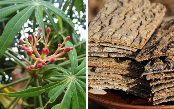 Trà đỗ cải thiện tình trạng thừa cân, béo phì