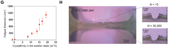 Đo ngưỡng mỏi (đứt gãy) của PVA hydrogels. Ngưỡng mỏi tăng lên theo độ kết tinh của hydrogel trong trạng thái trương (G). Hình H xác nhận ngưỡng mỏi 1000 J/m2 trong  90 phút nung khô hydrogel dùng phương pháp kiểm tra va đập đơn. (S. Lin,2019)