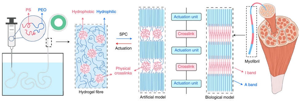 Hình 4: Chế tạo sợi bằng SPC (strain-programmed crystallization - sự kết tinh được chương trình hóa bằng lực căng) của hydgogel tạo ra từ việc tự sắp xếp ABA triblock polymer. Trên hình mô tả dự đoán của quá trình chuẩn bị sợi và và sự so sánh về cấu trúc giữa một mô hình sợi nhân tạo SOS (poly(styrene)-b-poly(ethylene oxide)-b-poly(styrene)) và mô hình sinh học của tơ cơ (myofibri) (Lang, C., 2022).