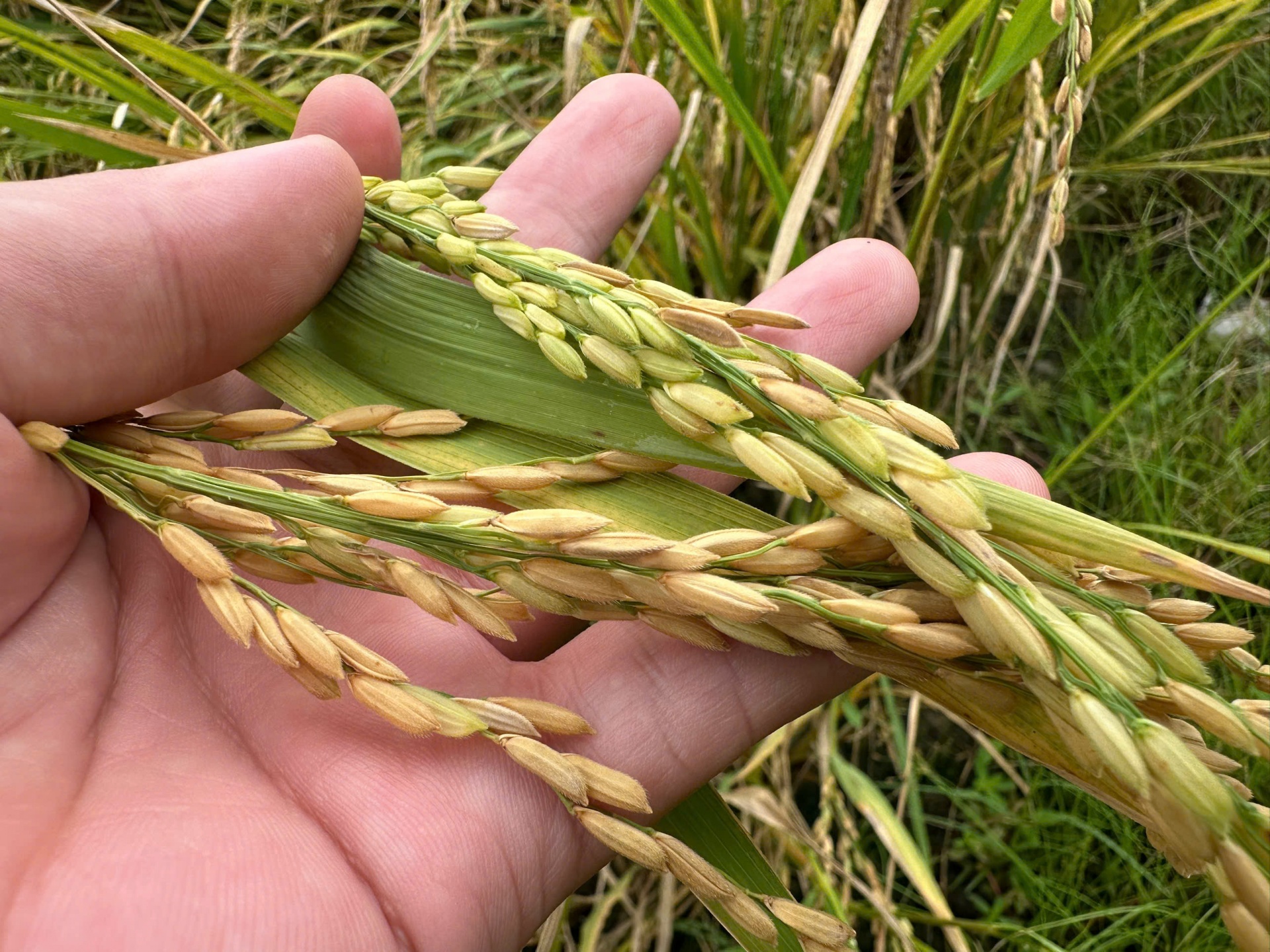 Đồng bằng sông Cửu Long đối mặt với suy thoái đất và ô nhiễm môi trường