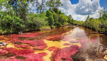 Top 3 thị trường carbon hấp dẫn đầu tư nhất 2024