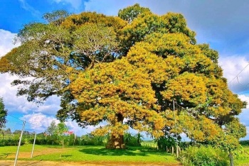 cay troi di san 800 nam tuoi o ha tinh bieu tuong cua suc song ben bi