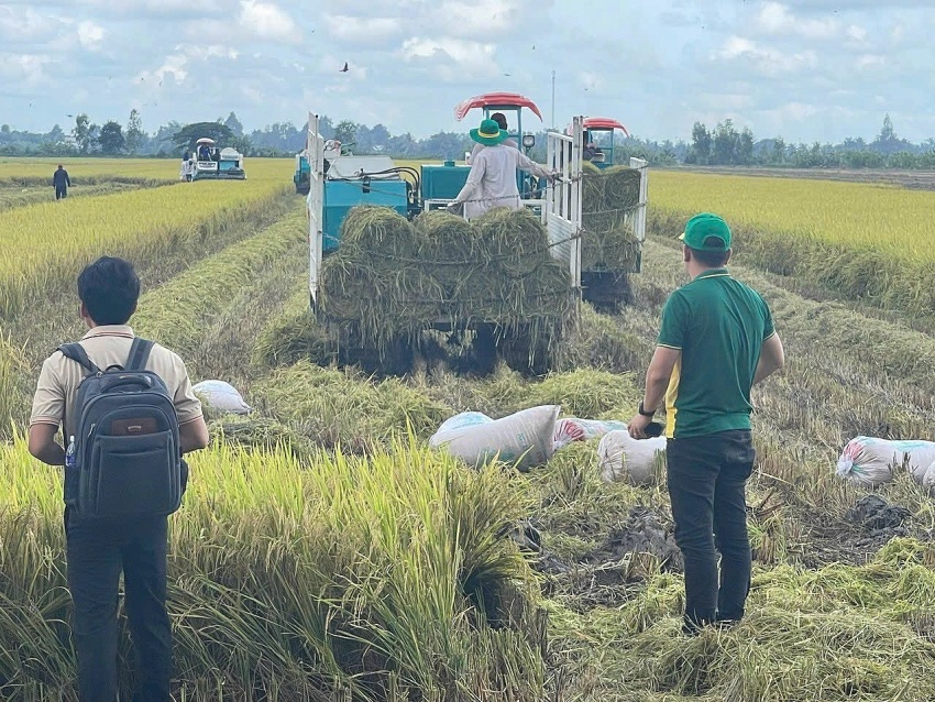 Thực hiện Đề án 1 triệu ha lúa chất lượng cao: Cách mạng lúa gạo không thể thiếu vai trò của nông dân