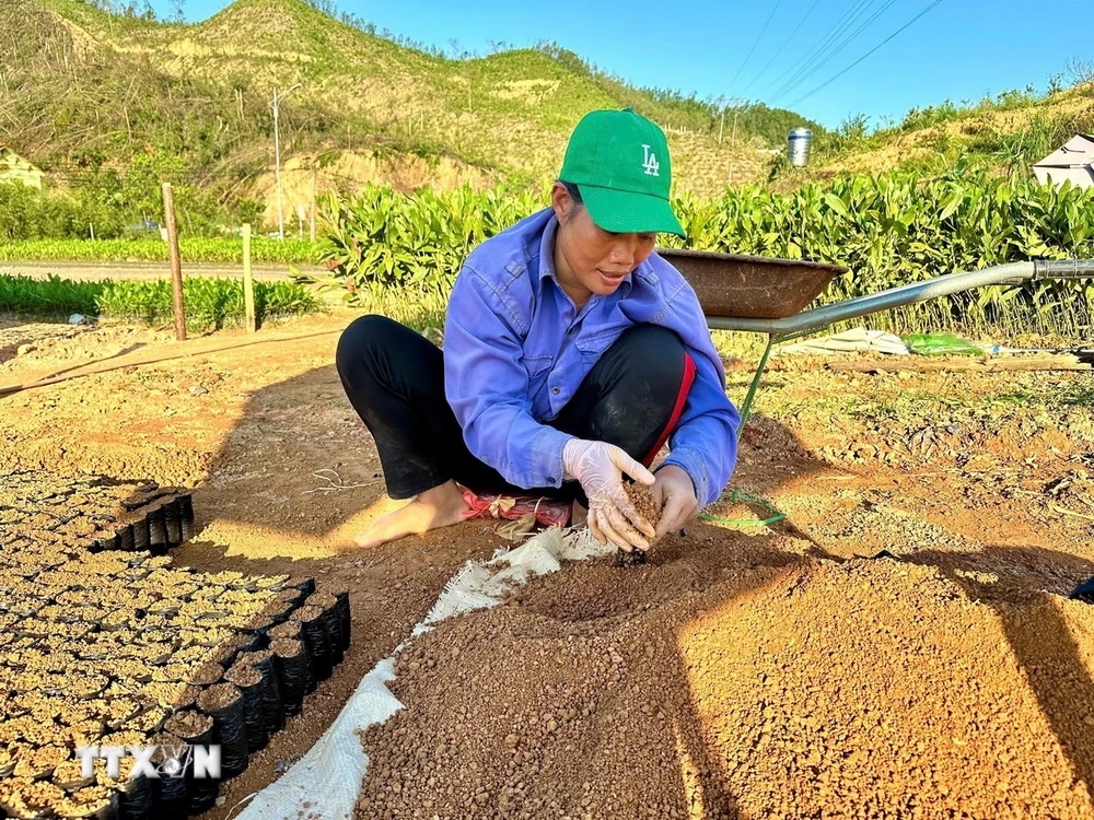 Quảng Ninh: Hồi sinh cho những cánh rừng chết sau bão số 3