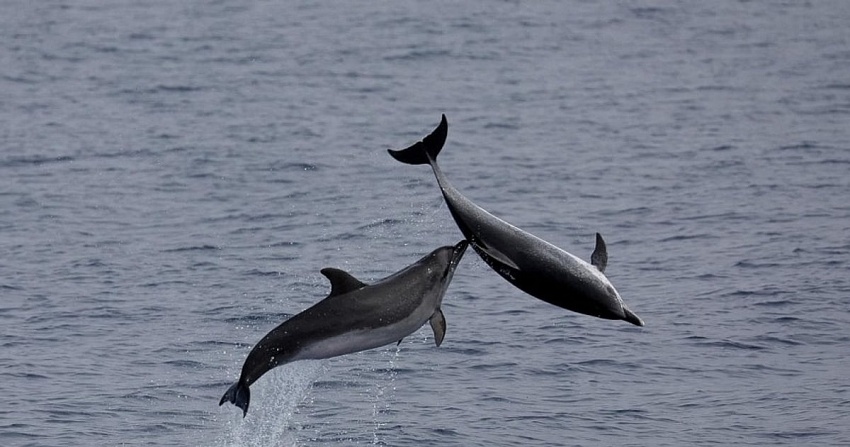 Quần đảo Azores - khu bảo tồn biển lớn nhất ở Bắc Đại Tây Dương