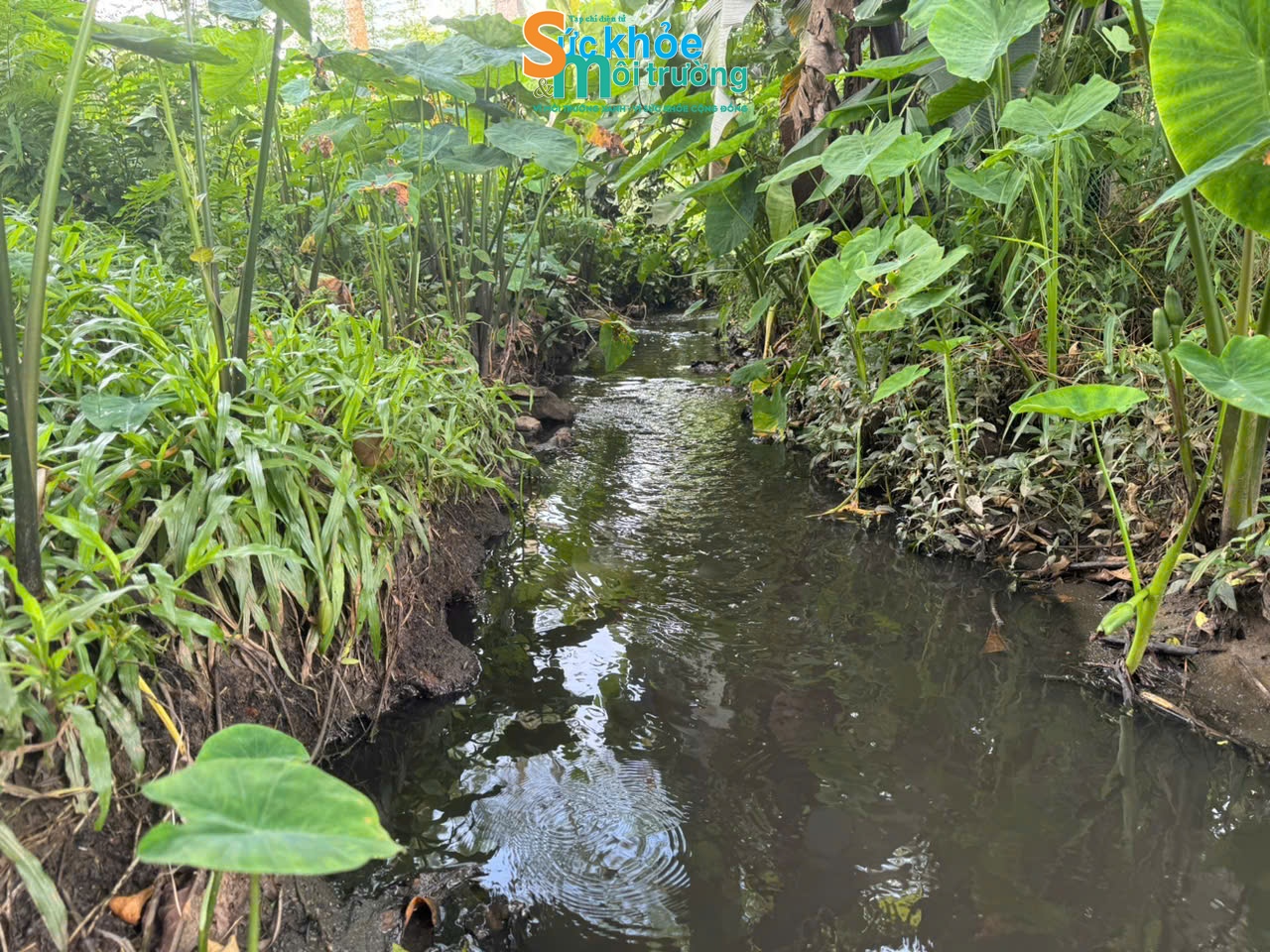 Nguồn nước nhuộm màu đen, bốc mùi khó chịu chảy từ khu vực bể chứa chất thải của trang trại lợn Gia Huy ra bên ngoài. Ảnh: Thành Đạt