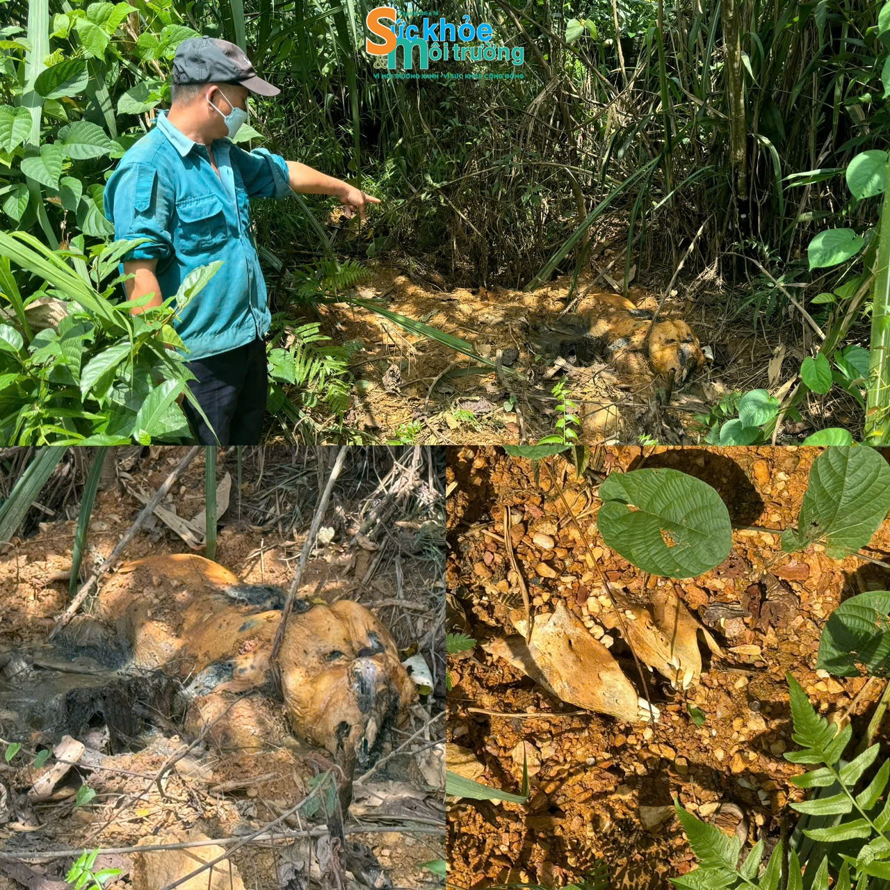 Người dân bức xúc vì xác động vật chết bị chôn lấp, vứt bừa bãi ra bên ngoài trang trại lợn, gây ô nhiễm môi trường nghiêm trọng, ảnh hưởng tới sức khỏe, đời sống của hàng chục hộ dân xung quanh. Ảnh: Thành Đạt