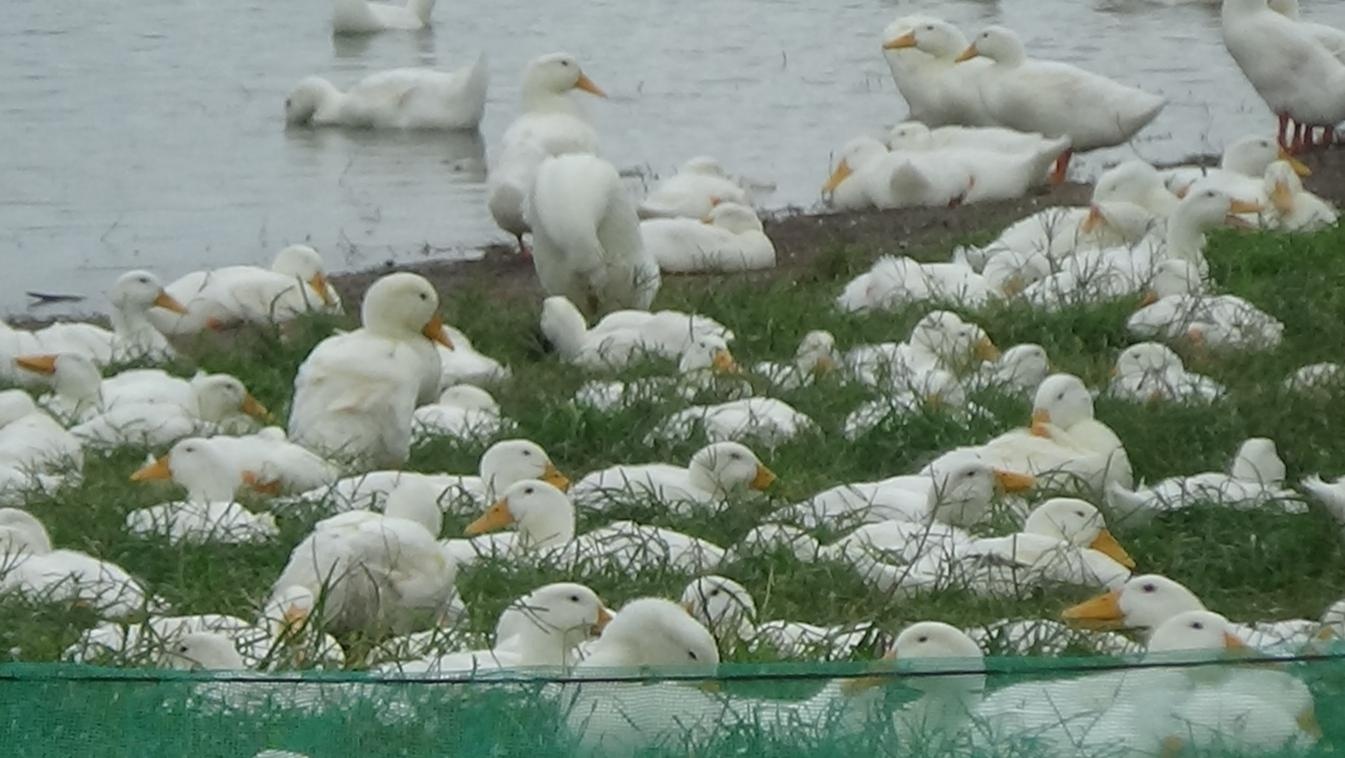 Khi vịt đã ăn xong và nằm rỉa lông cạnh bờ hồ Khi vịt đã ăn xong và nằm rỉa lông cạnh bờ hồ