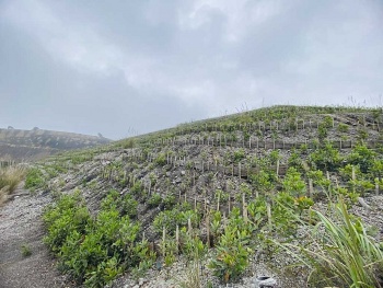 trong cay nang luong phuc hoi moi truong sau khai khoang