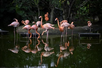 thoa thuan tai tro bao ve cac loai nguy co tuyet chung khong dat duoc tai hoi nghi cop16