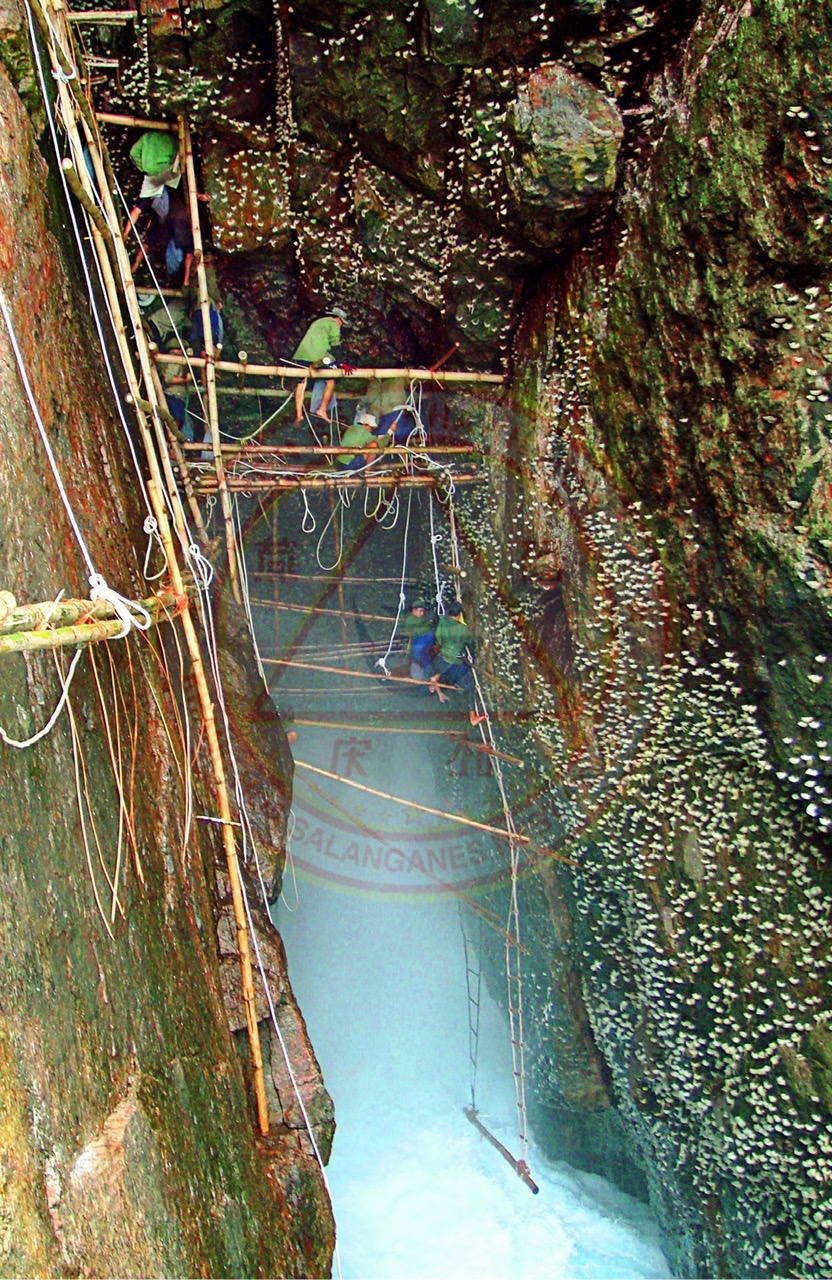 Khai thác yến sào tại đảo yến thiên nhiên Khánh Hòa. Khai thác yến sào tại đảo yến thiên nhiên Khánh Hòa.