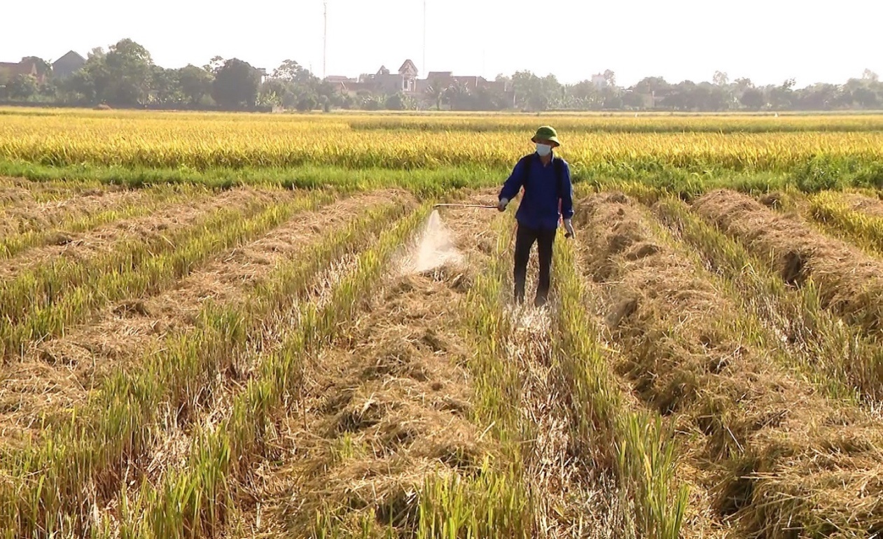 Nông dân sử dụng chế phẩm vi sinh đa chức năng để xử lý rơm rạ trên đồng ruộng.