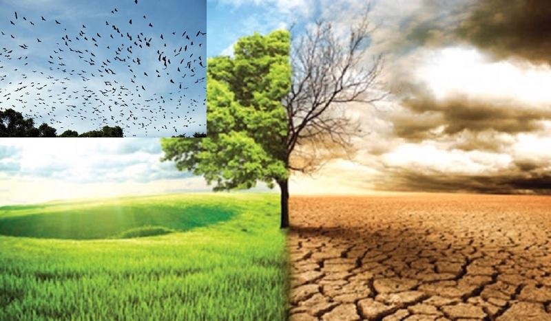 Giảm nhẹ rủi ro, tổn thất và thiệt hại do thiên tai, biến đổi khí hậu Giảm nhẹ rủi ro, tổn thất và thiệt hại do thiên tai, biến đổi khí hậu