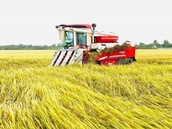 hau giang tao nen tang cho vung lua chat luong cao than thien voi moi truong