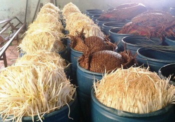 gan 3000 tan gia do ngam hoa chat nguy co gay chet nguoi xu ly ra sao