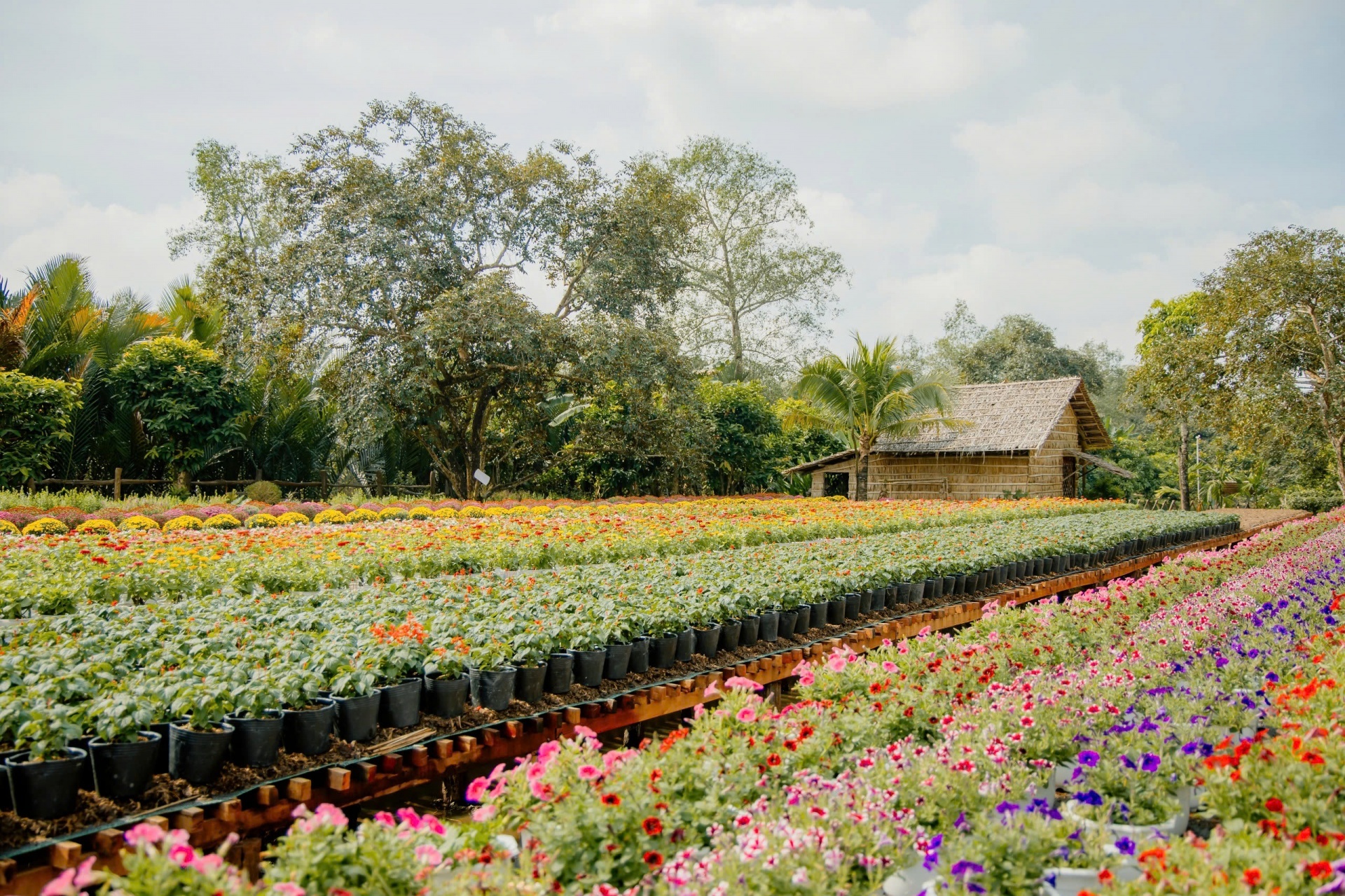 Nhiều chương trình hấp dẫn đón Xuân Ất Tỵ tại Cantho Eco Resort Nhiều chương trình hấp dẫn đón Xuân Ất Tỵ tại Cantho Eco Resort