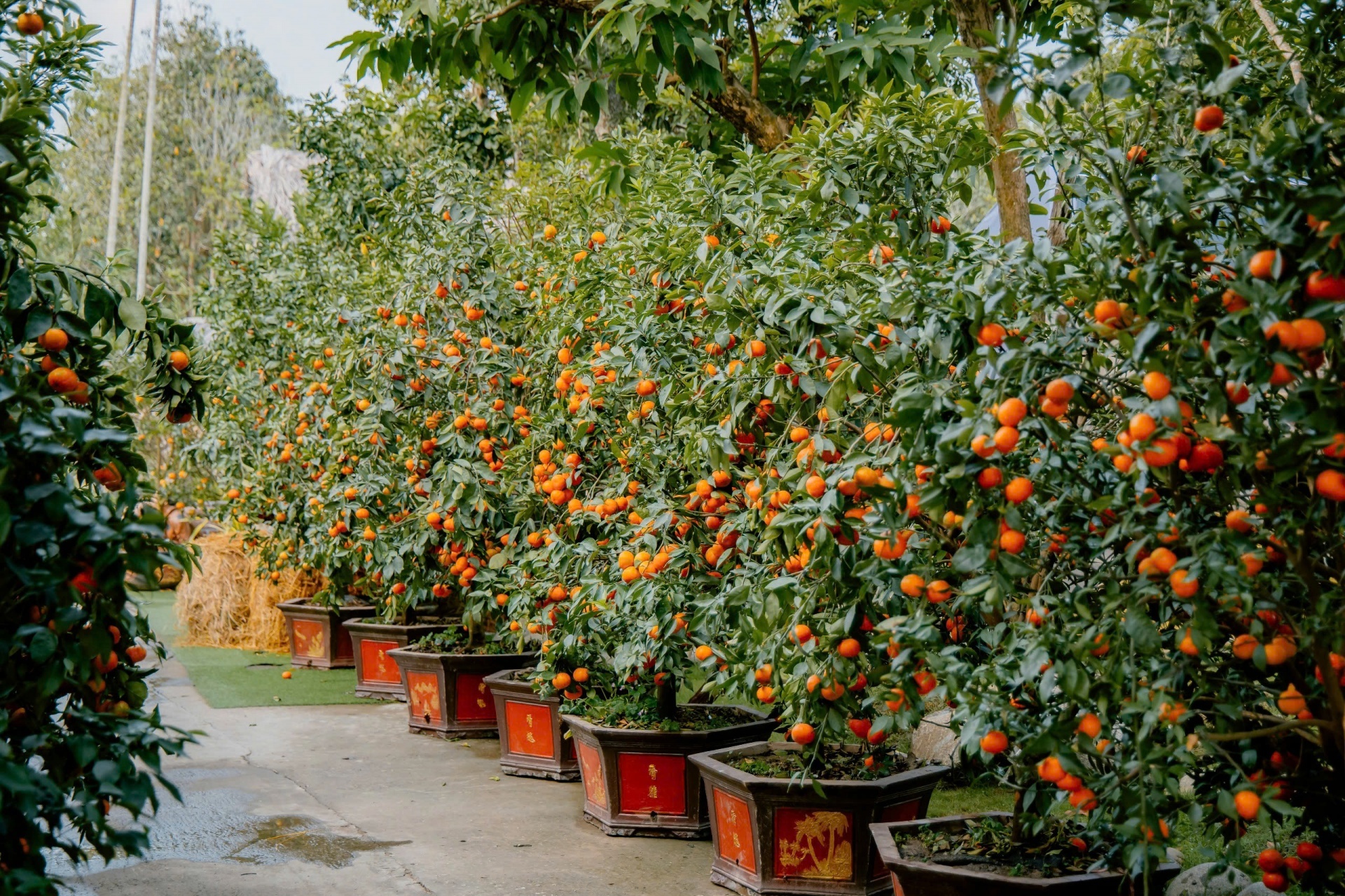 Nhiều chương trình hấp dẫn đón Xuân Ất Tỵ tại Cantho Eco Resort Nhiều chương trình hấp dẫn đón Xuân Ất Tỵ tại Cantho Eco Resort