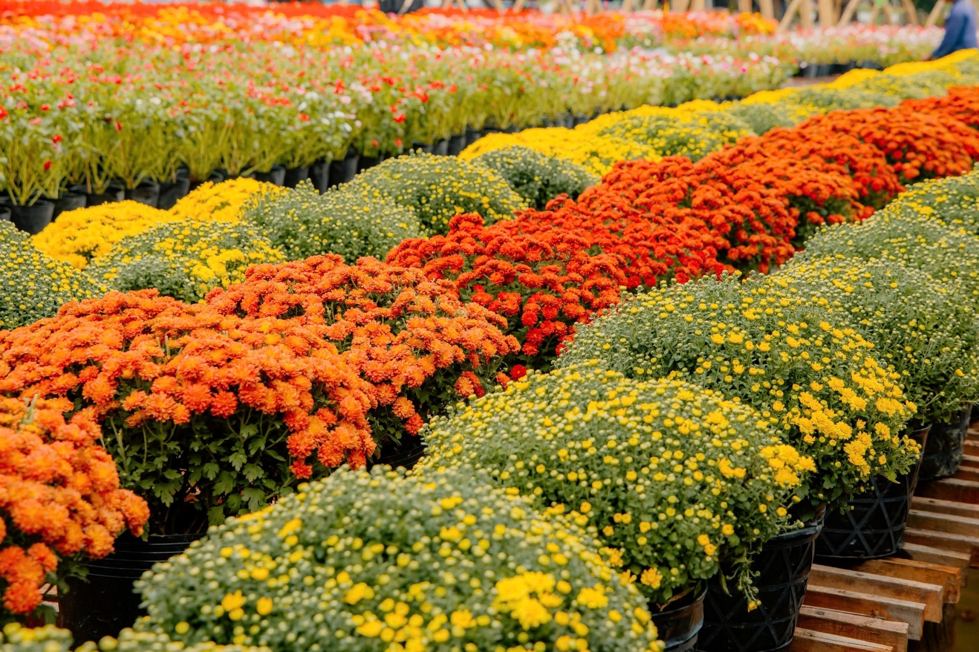 Nhiều chương trình hấp dẫn đón Xuân Ất Tỵ tại Cantho Eco Resort Nhiều chương trình hấp dẫn đón Xuân Ất Tỵ tại Cantho Eco Resort