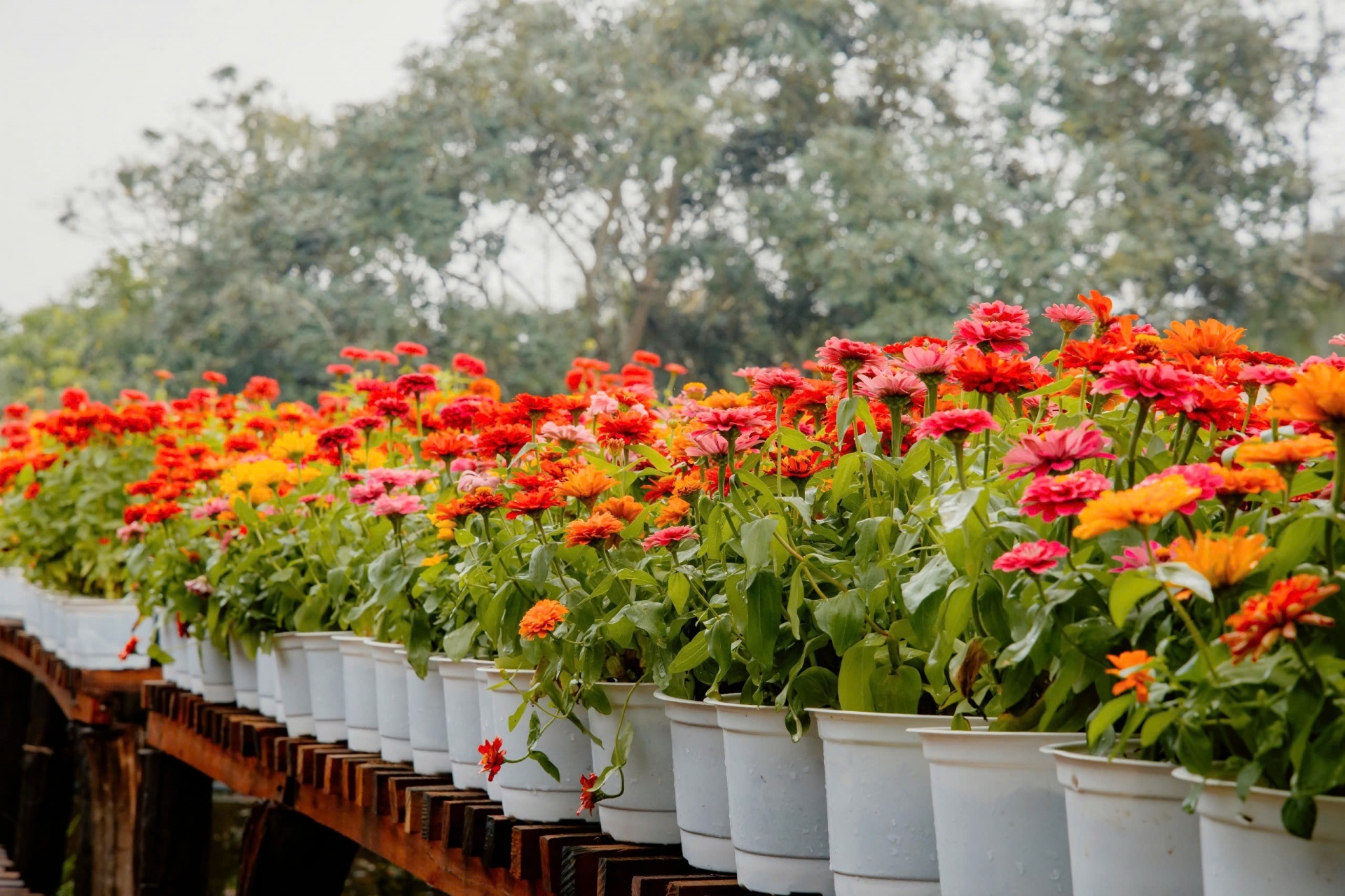 Nhiều chương trình hấp dẫn đón Xuân Ất Tỵ tại Cantho Eco Resort Nhiều chương trình hấp dẫn đón Xuân Ất Tỵ tại Cantho Eco Resort