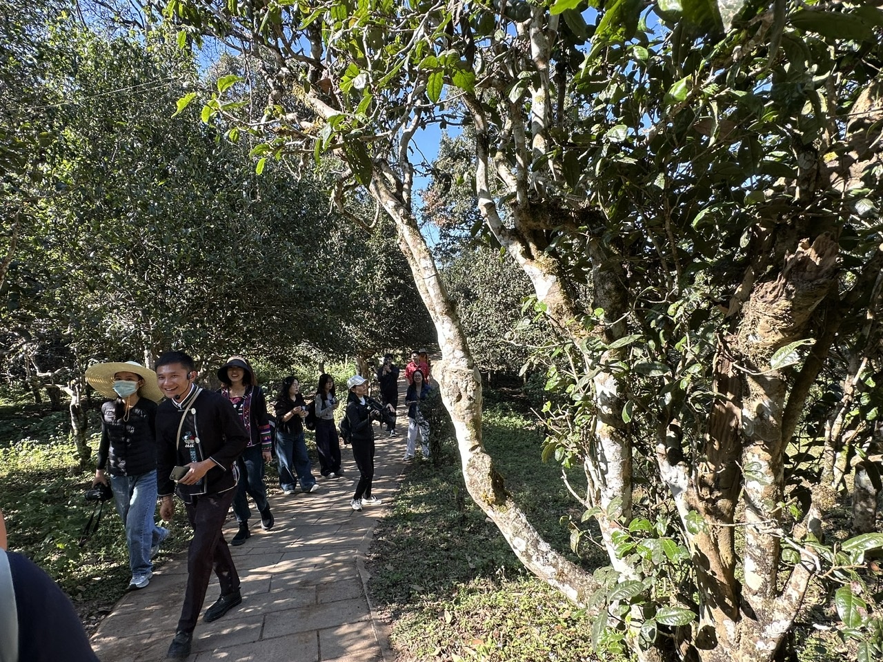 Thăm những đồi trồng trà bạt ngàn