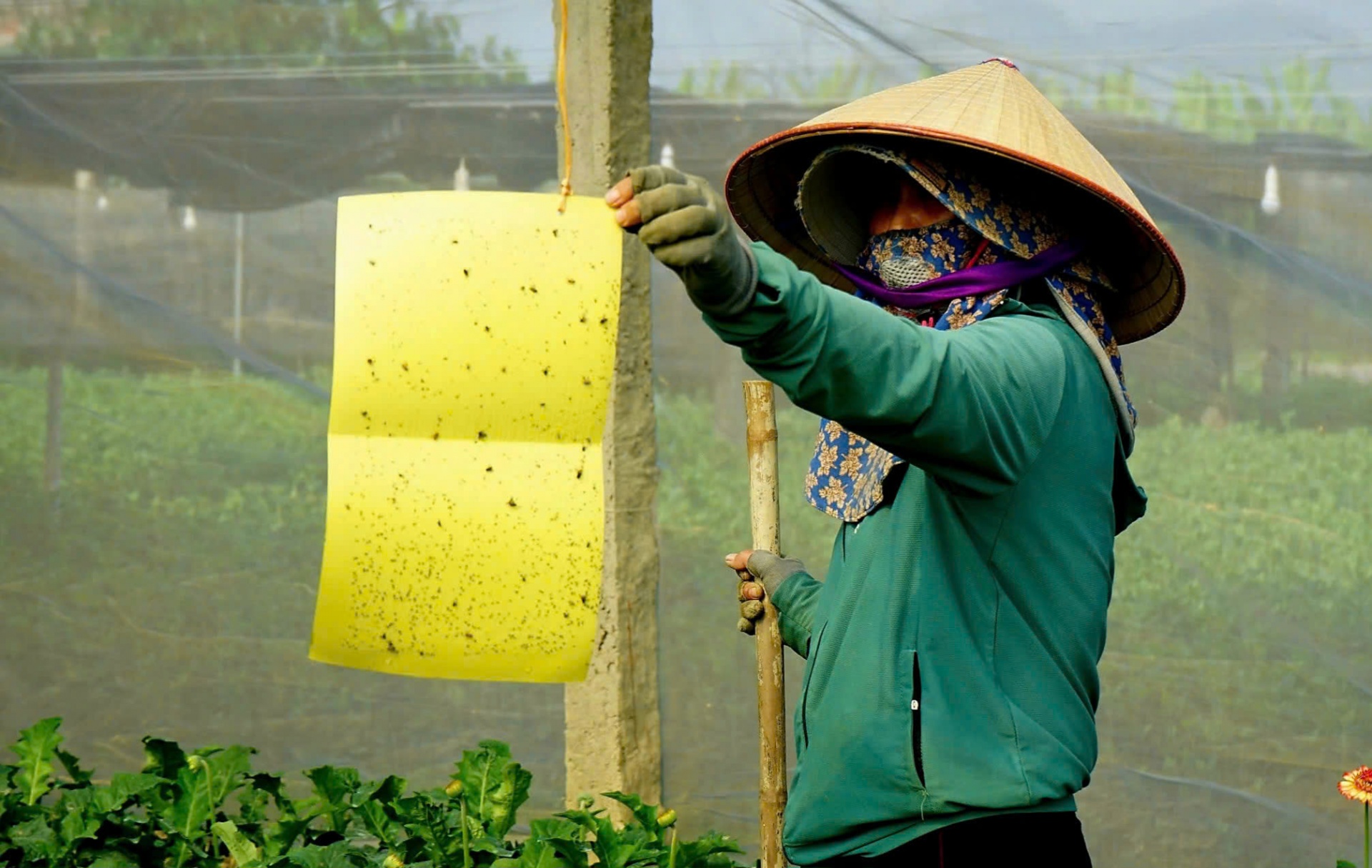 Bắt côn trùng thủ công, hạn chế sử dụng thuốc bảo vệ thực vật Bắt côn trùng thủ công, hạn chế sử dụng thuốc bảo vệ thực vật