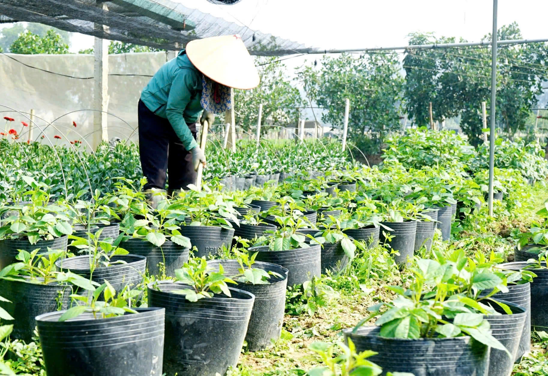 Sử dụng phương pháp sản xuất vô cơ trong trồng hoa, góp phần bảo vệ môi trường Sử dụng phương pháp sản xuất vô cơ trong trồng hoa, góp phần bảo vệ môi trường