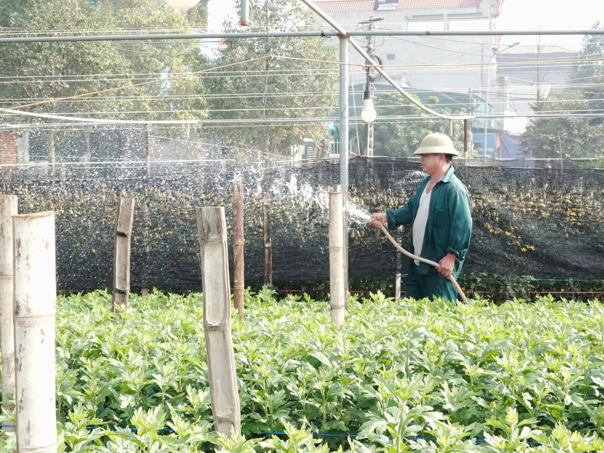 Ứng dụng khoa học kỹ thuật trong phun tưới, cung cấp ánh sáng cho hoa để tăng năng suất Ứng dụng khoa học kỹ thuật trong phun tưới, cung cấp ánh sáng cho hoa để tăng năng suất