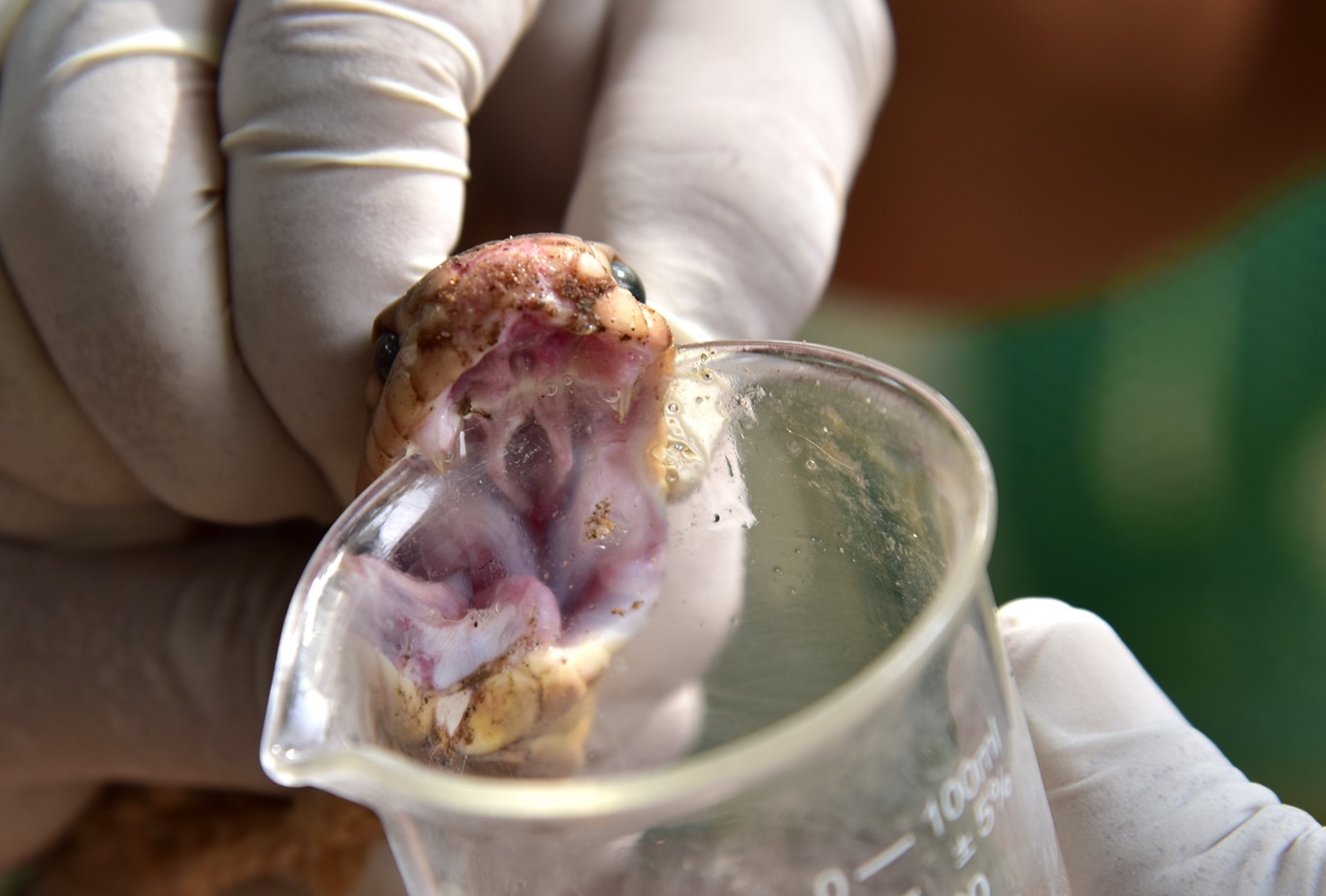 Trò chuyện cùng những “bảo mẫu” ở Trại rắn lớn nhất miền Tây