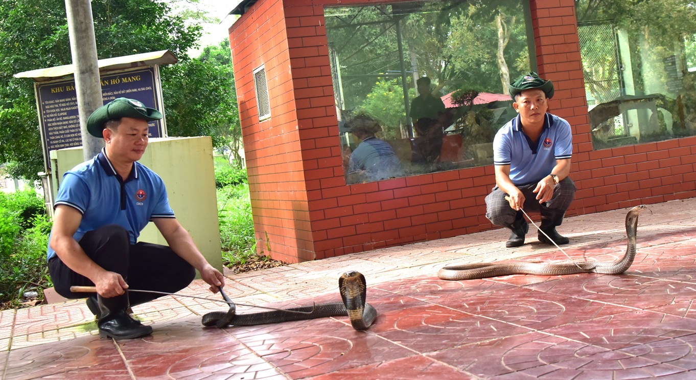 Trò chuyện cùng những “bảo mẫu” ở Trại rắn lớn nhất miền Tây