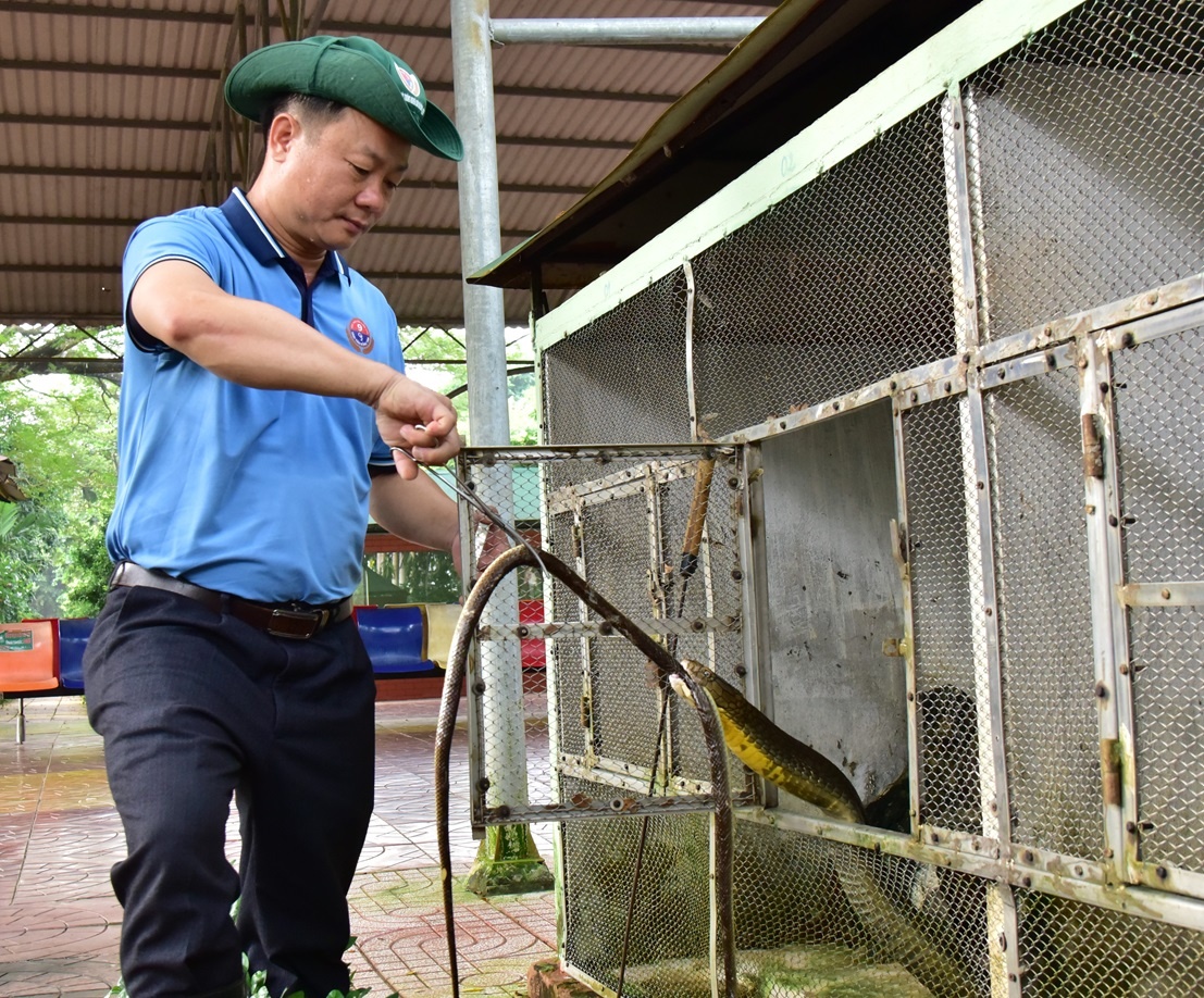 Trò chuyện cùng những “bảo mẫu” ở Trại rắn lớn nhất miền Tây