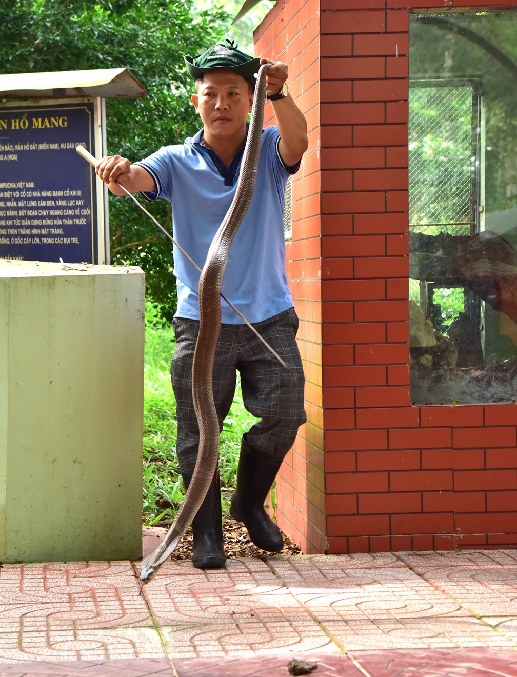 Trò chuyện cùng những “bảo mẫu” ở Trại rắn lớn nhất miền Tây