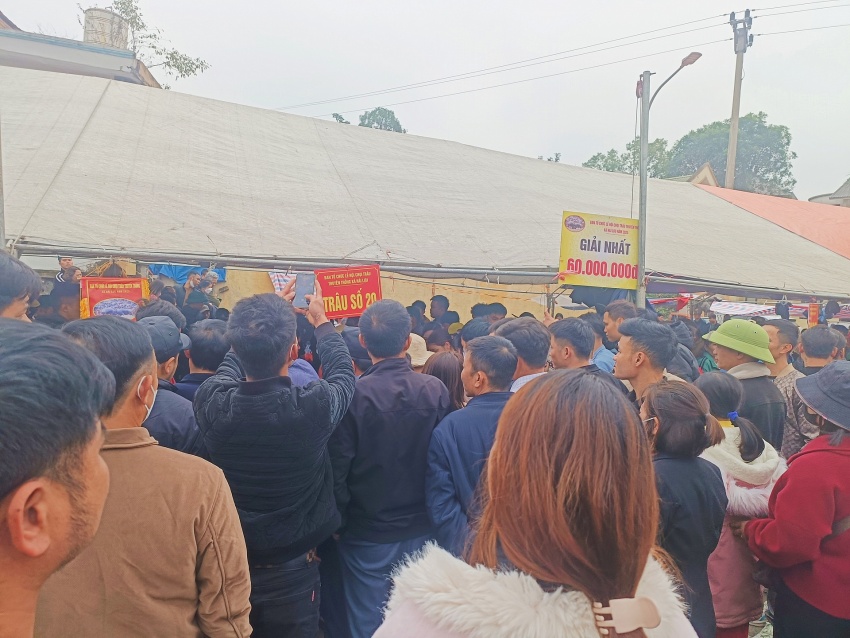 undefined Chọi Trâu Hải Lựu