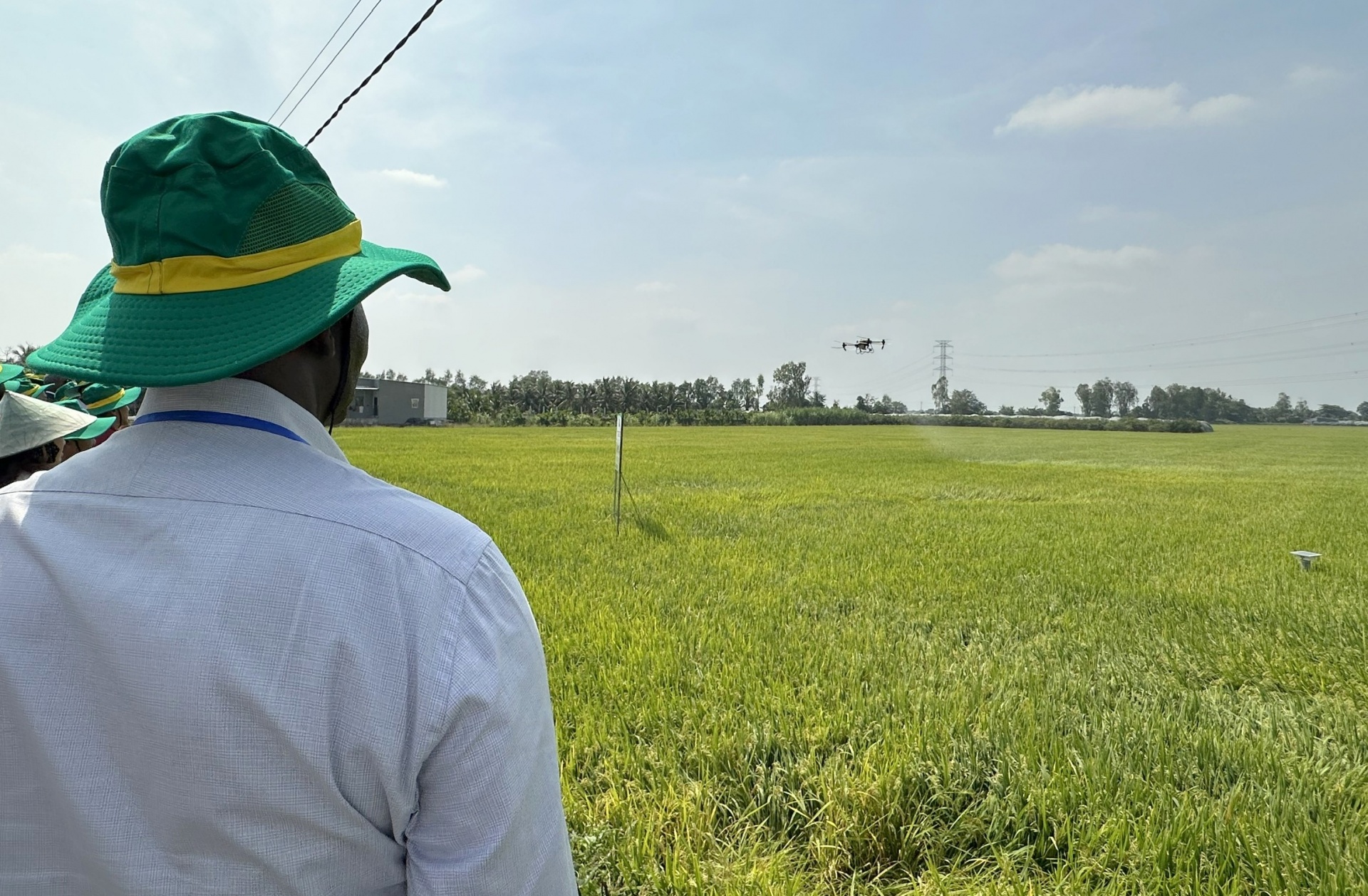 Nông dân Cần Thơ sử dụng máy bay để phun thuốc, bón phân cho lúa