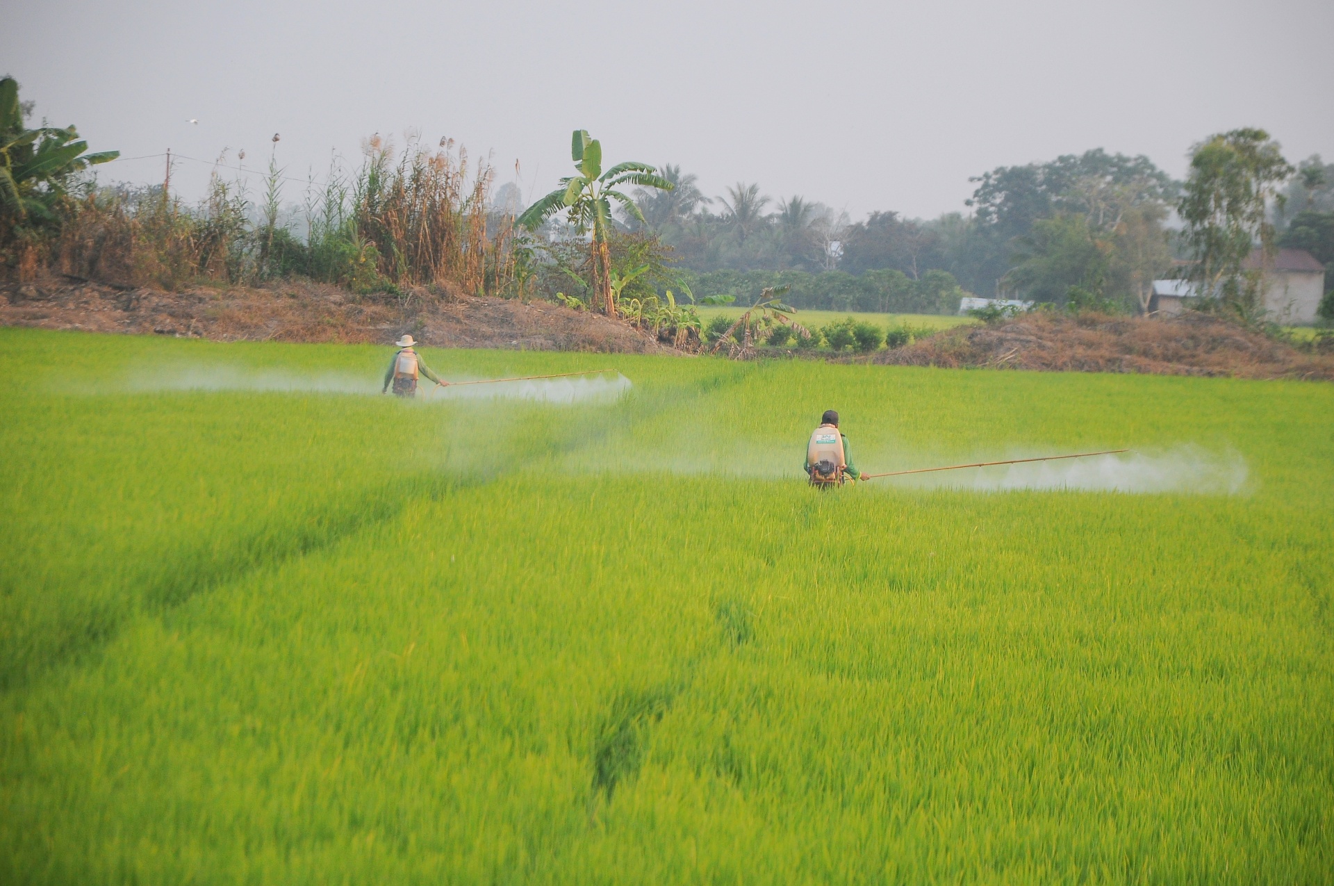 Đổi mới sáng tạo khẳng định vị thế của nông nghiệp Việt Nam Đổi mới sáng tạo khẳng định vị thế của nông nghiệp Việt Nam