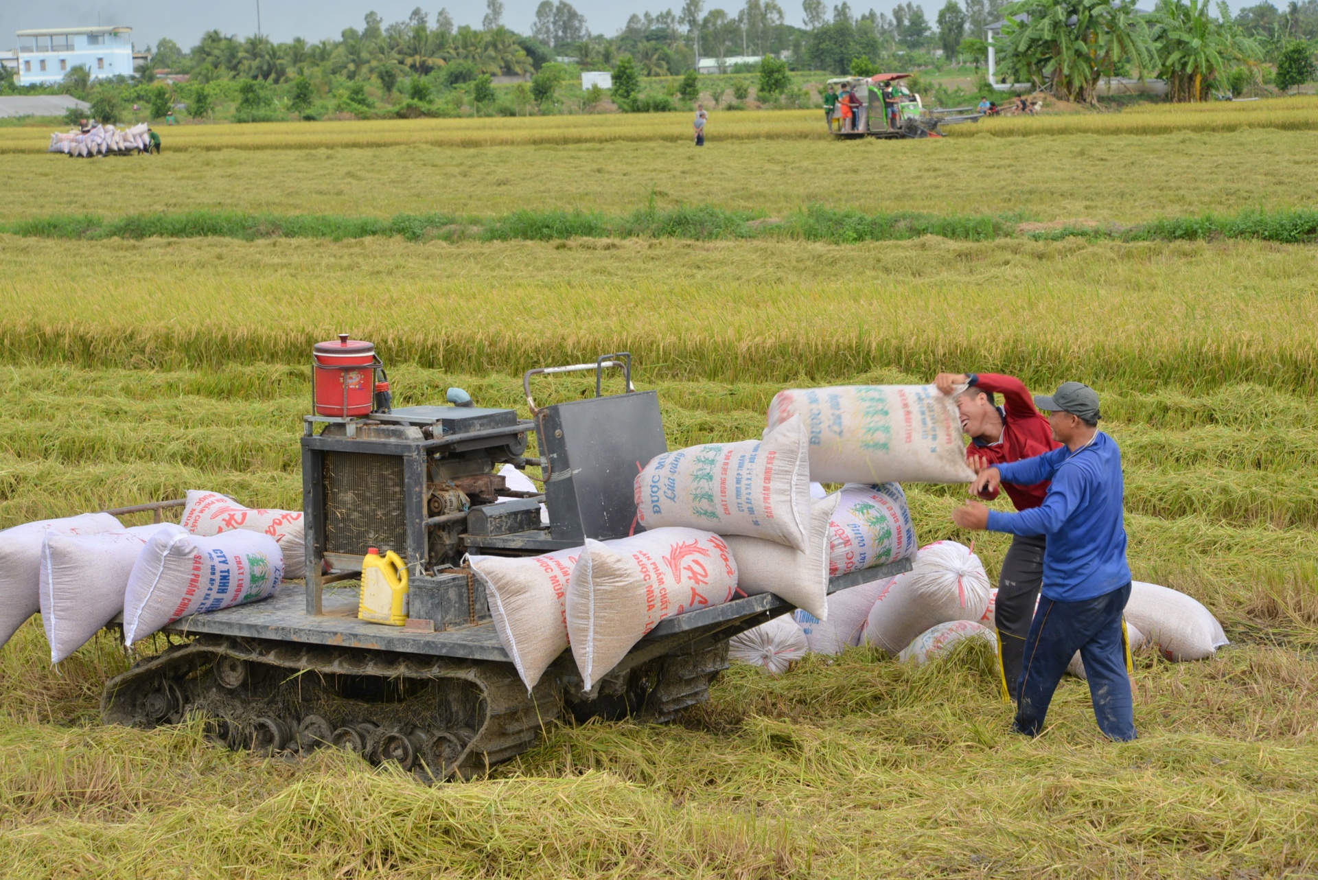 Đổi mới sáng tạo khẳng định vị thế của nông nghiệp Việt Nam Đổi mới sáng tạo khẳng định vị thế của nông nghiệp Việt Nam