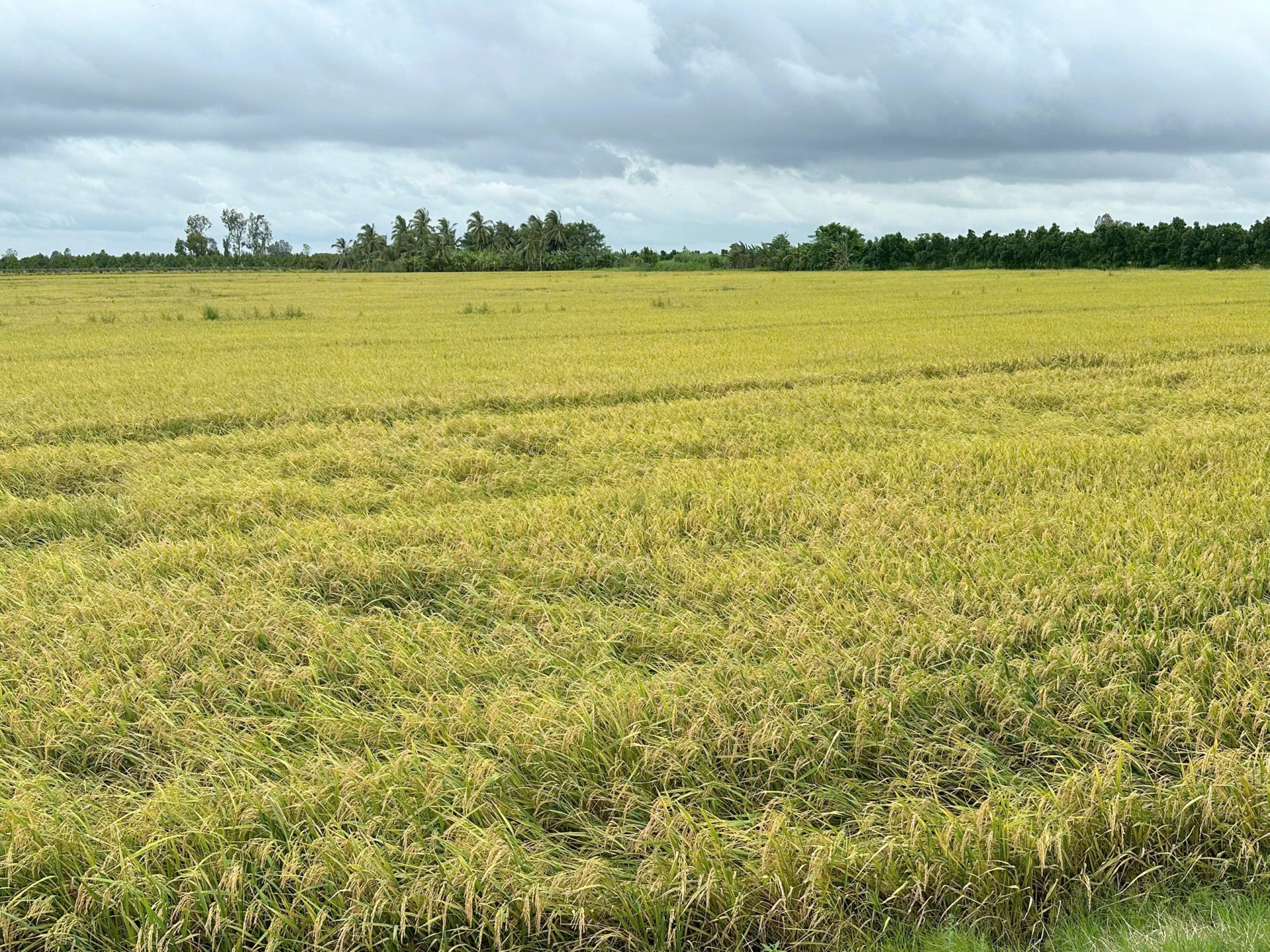 Doanh nghiệp hào hứng khi nhận tiền thưởng canh tác lúa giảm phát thải