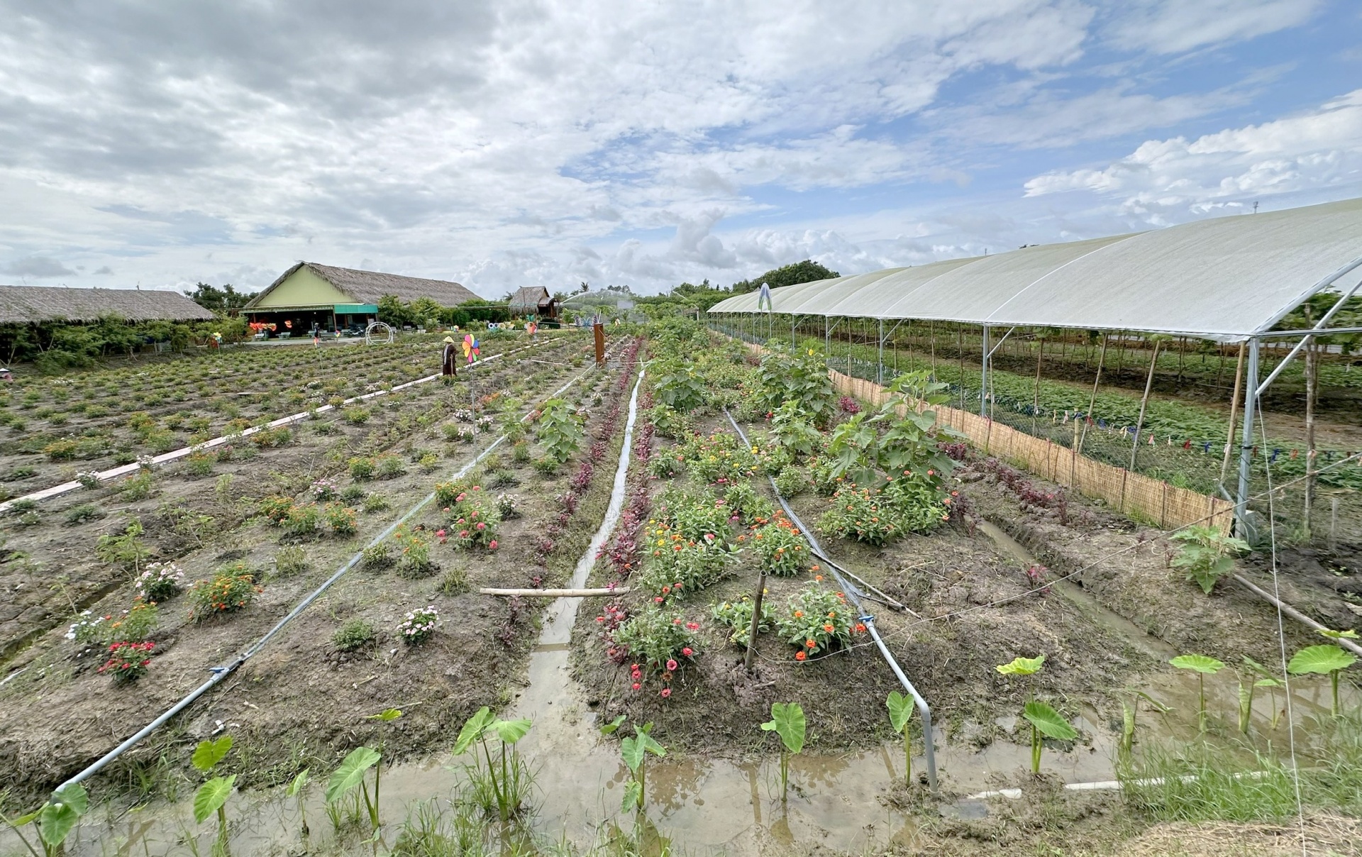 Vùng ĐBSCL đã chủ động thích nghi với xâm nhập mặn